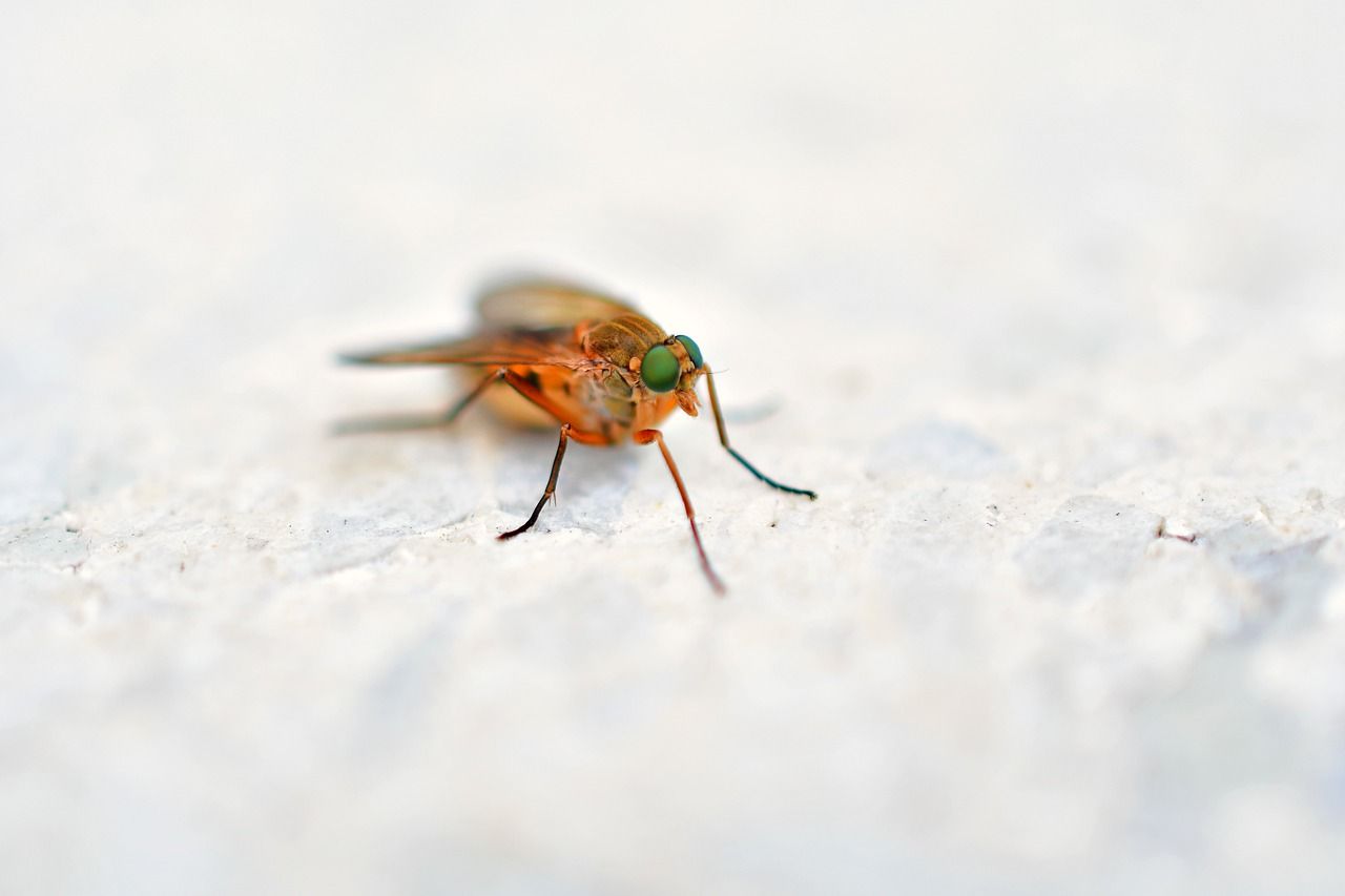 Skuteczne środki na muchy – co kupić?