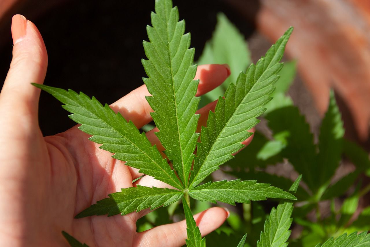 Dlaczego ludzie kolekcjonują nasiona marihuany?